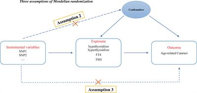 Hypothyroidism is a causal determinant of age-related cataract risk in European population: a Mendelian randomization study